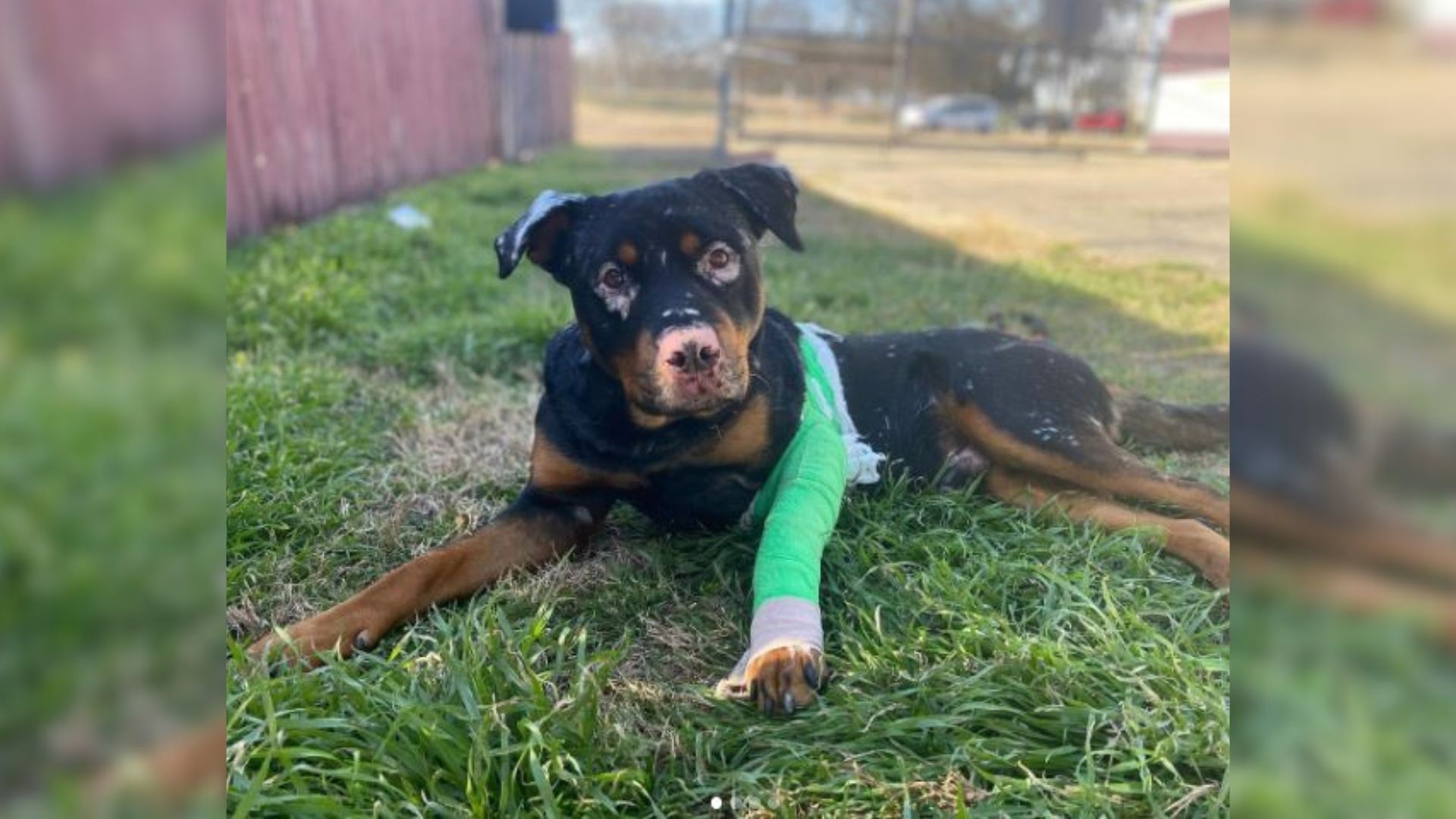 Three-Legged Dog Saved From Freezing Ditch Now Enjoys Many Plush Toys For Comfort