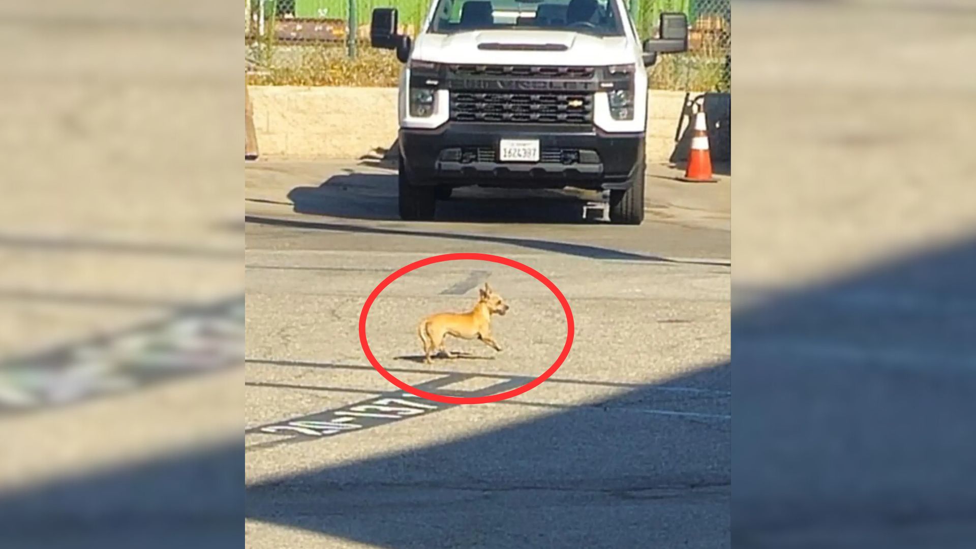 Tiny Intruder Hiding In Jail Parking