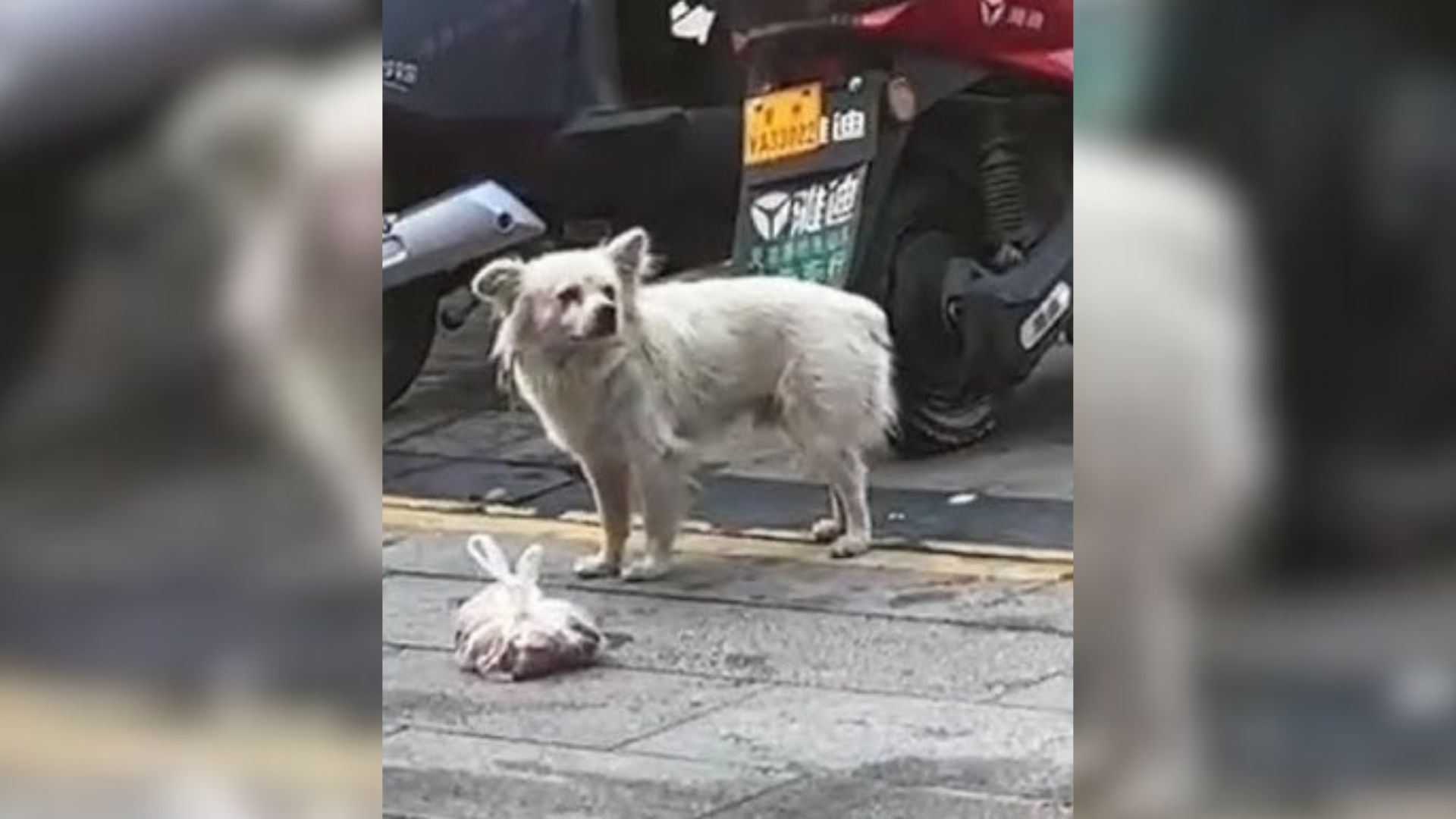 dog on a sidewalk