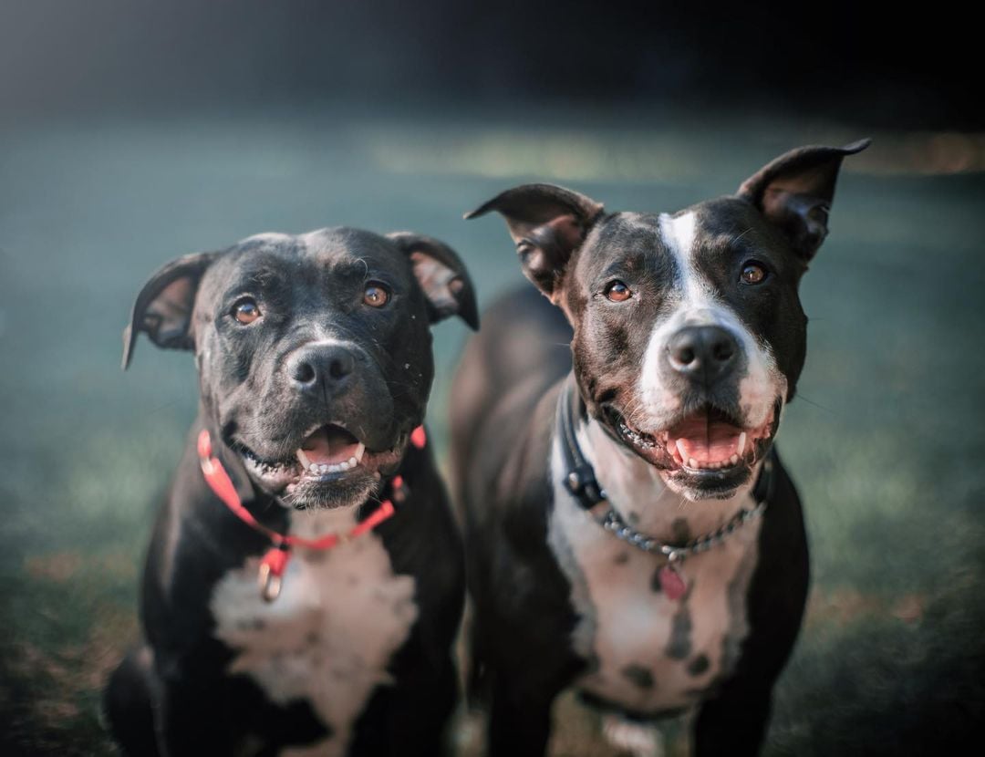 Two cute black dogs