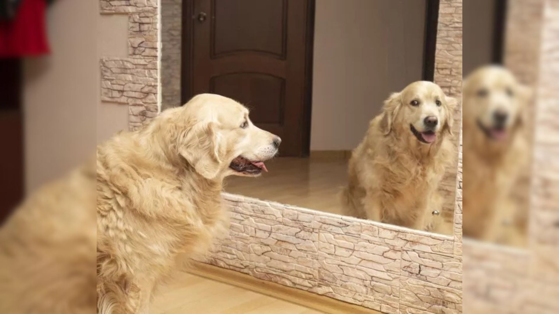 puppy staring at his reflection in the ceiling