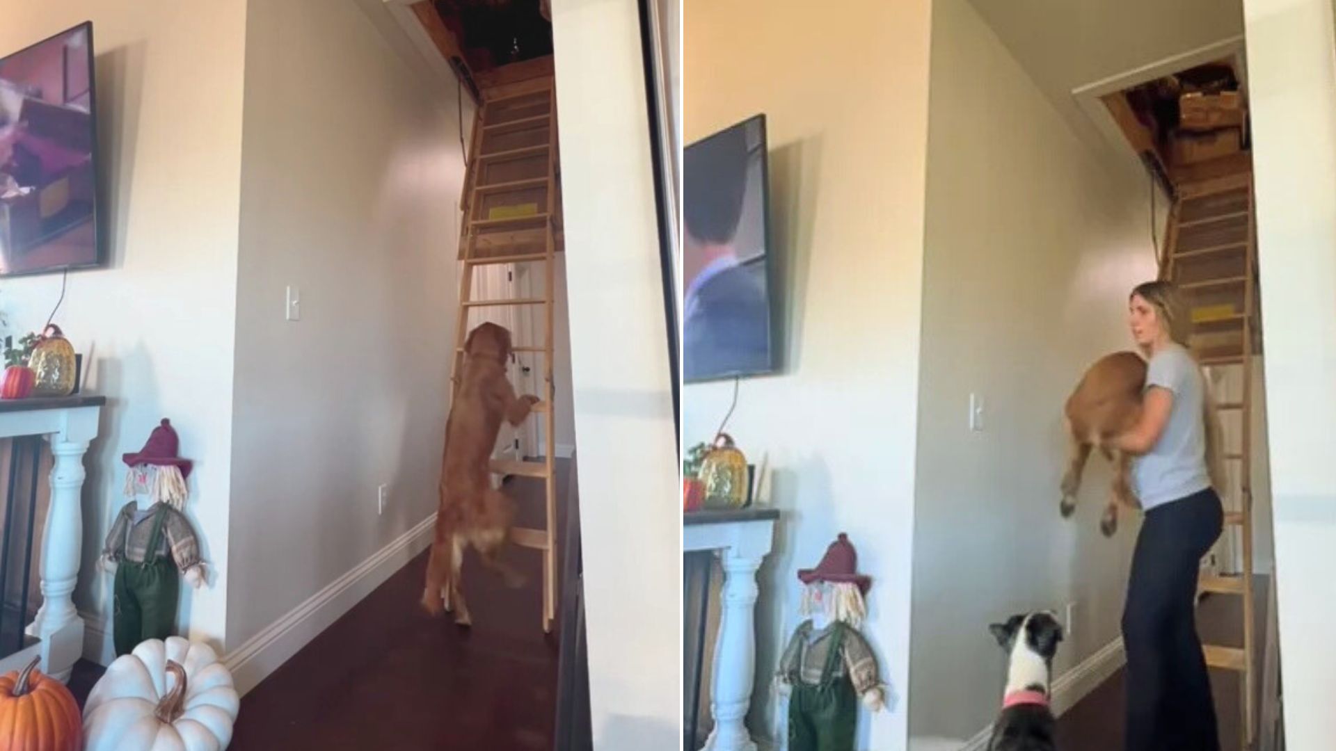 golden retriever climbing on attick stairs