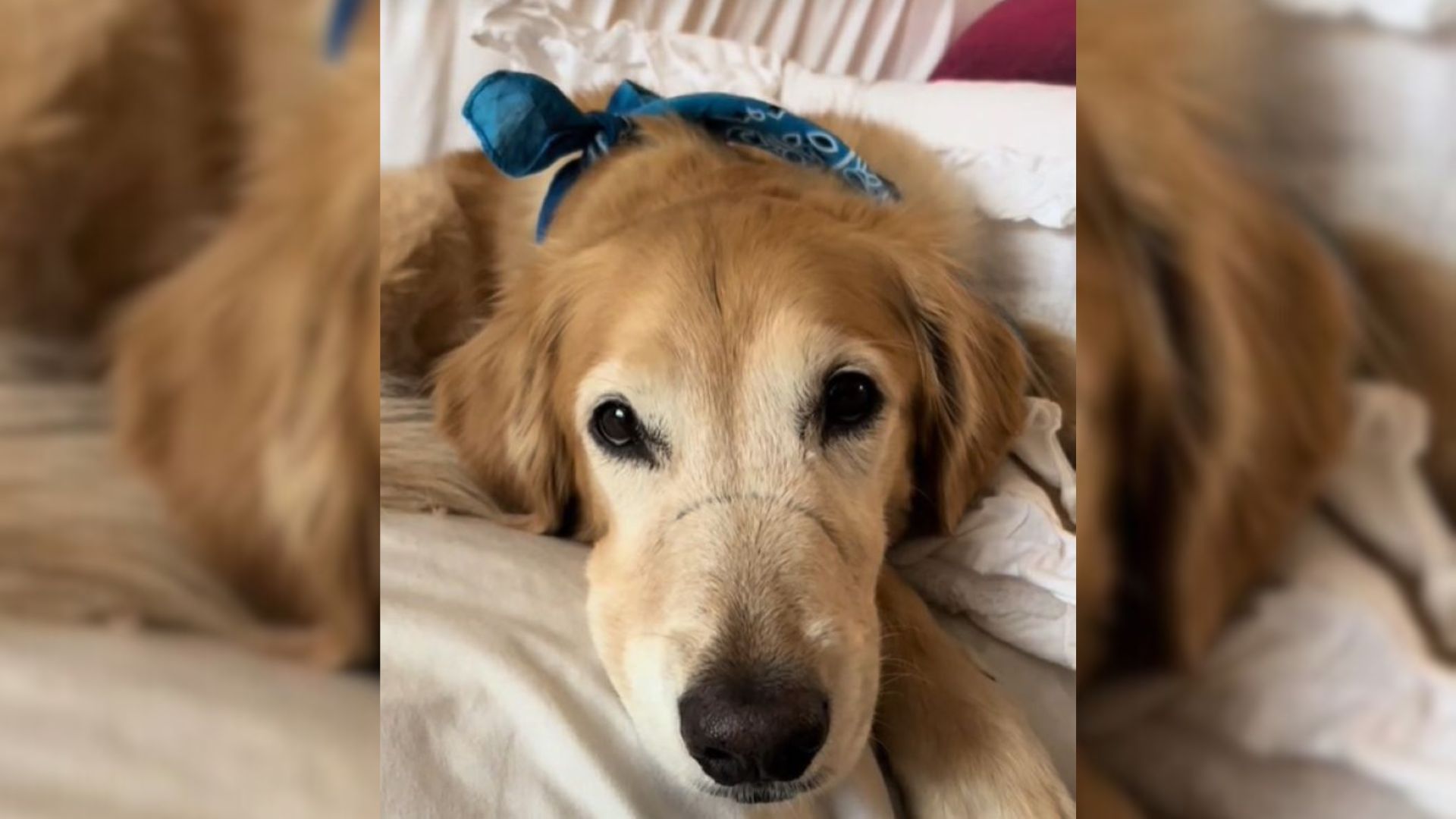 dog with scar on snout