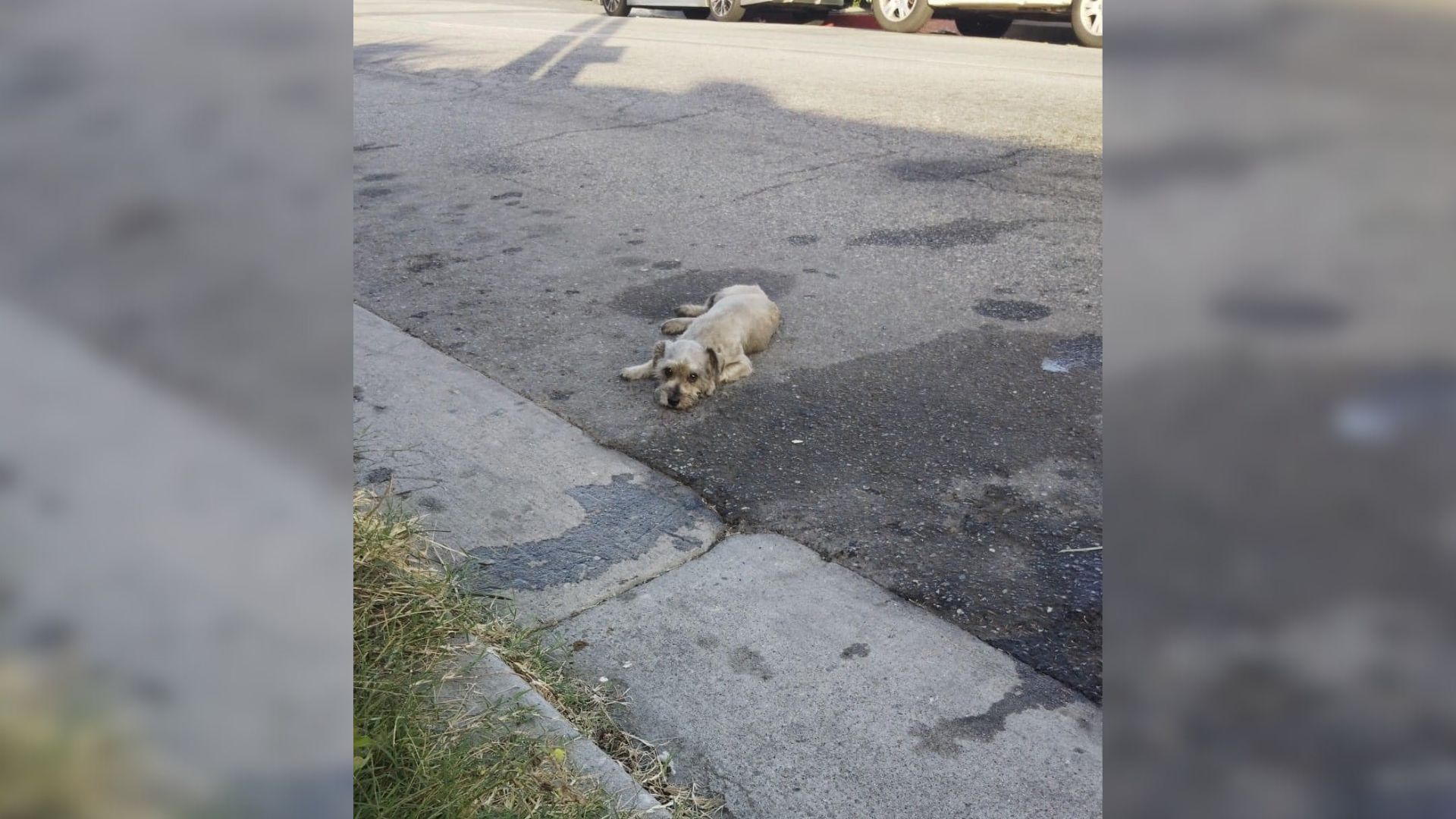 injured dog on the street