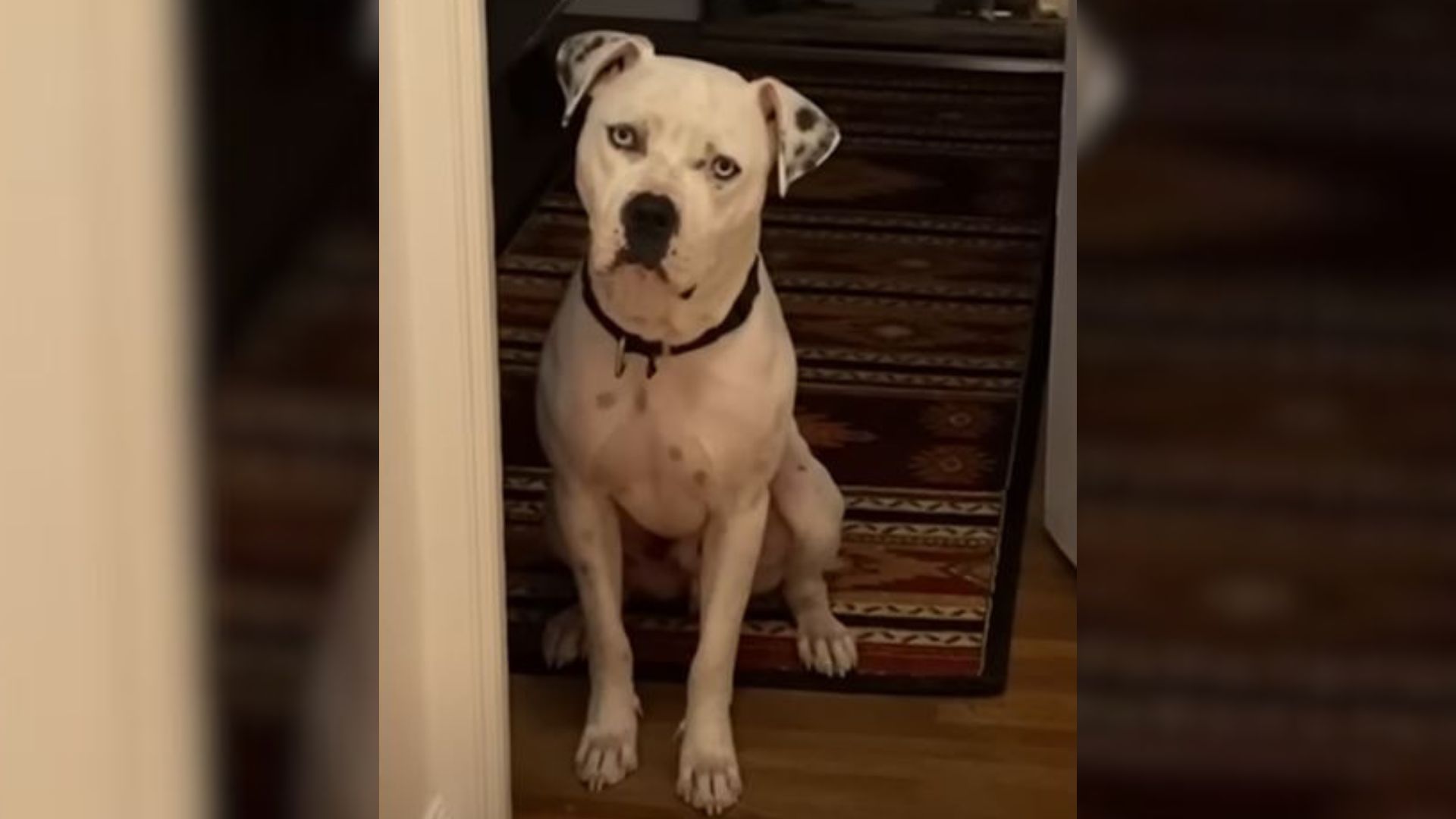 Ohio Woman Fosters A Dog, Only To Learn Something Heartbreaking About Him Years Later