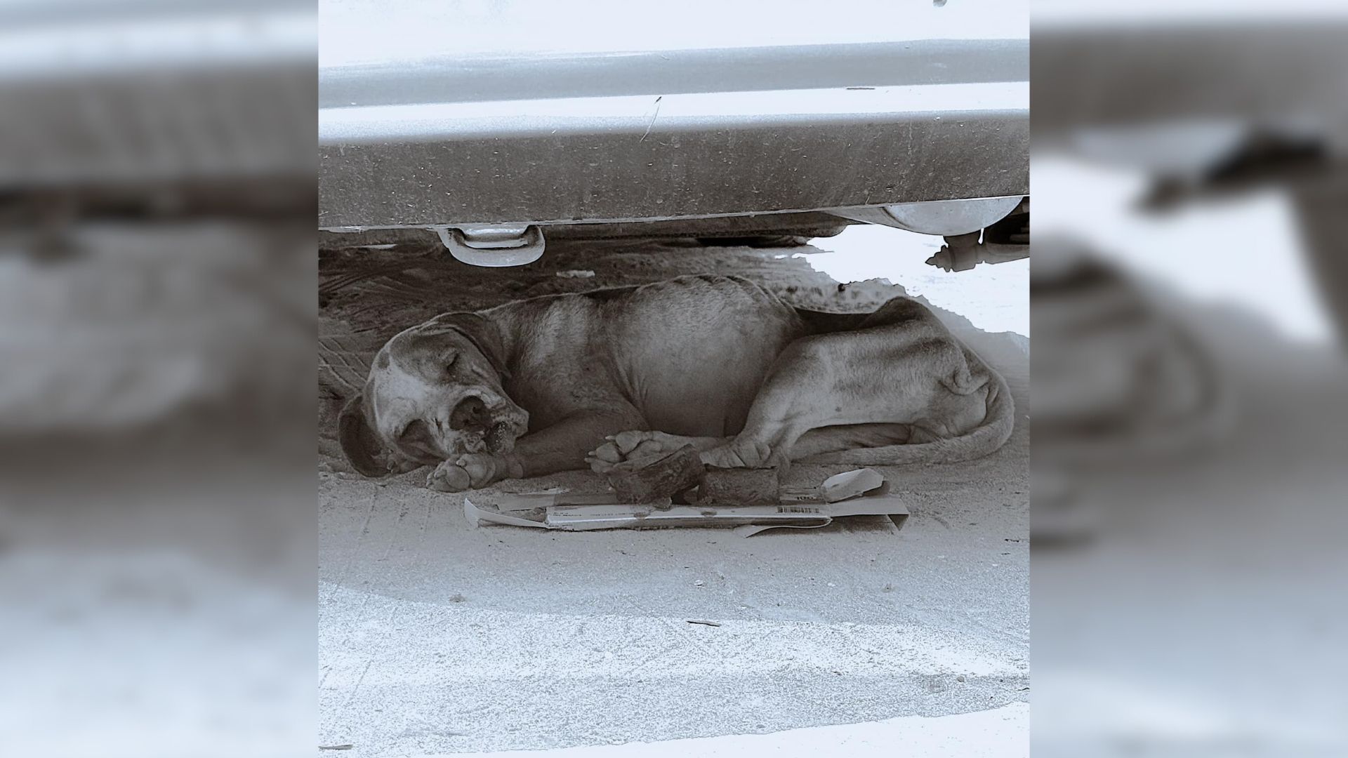 dog lying under a car