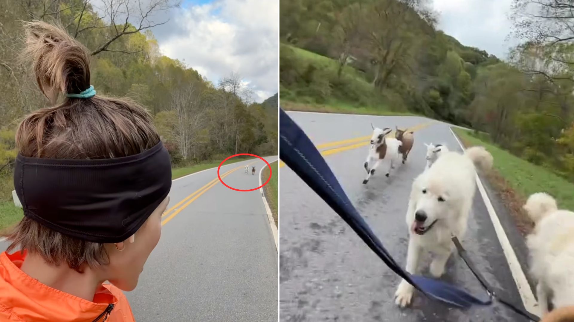 woman, goats and dogs running