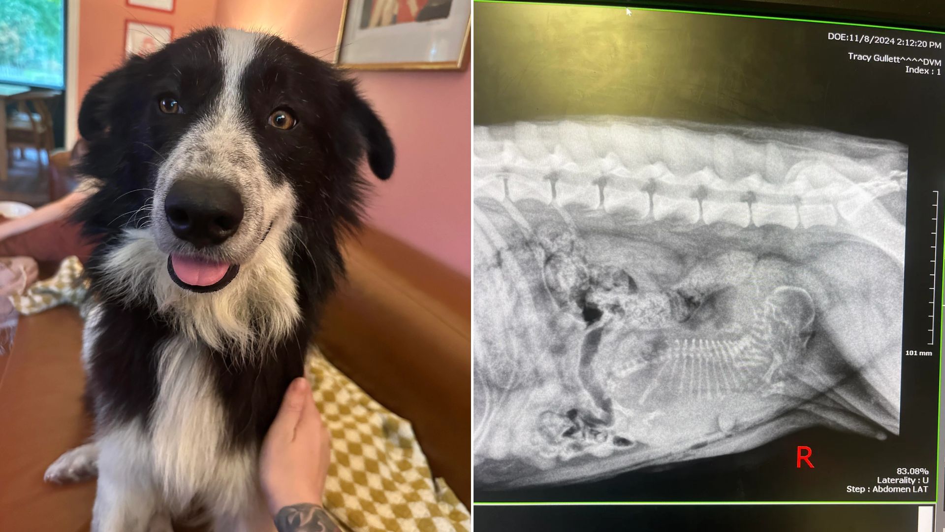 pregnant dog came from shelter