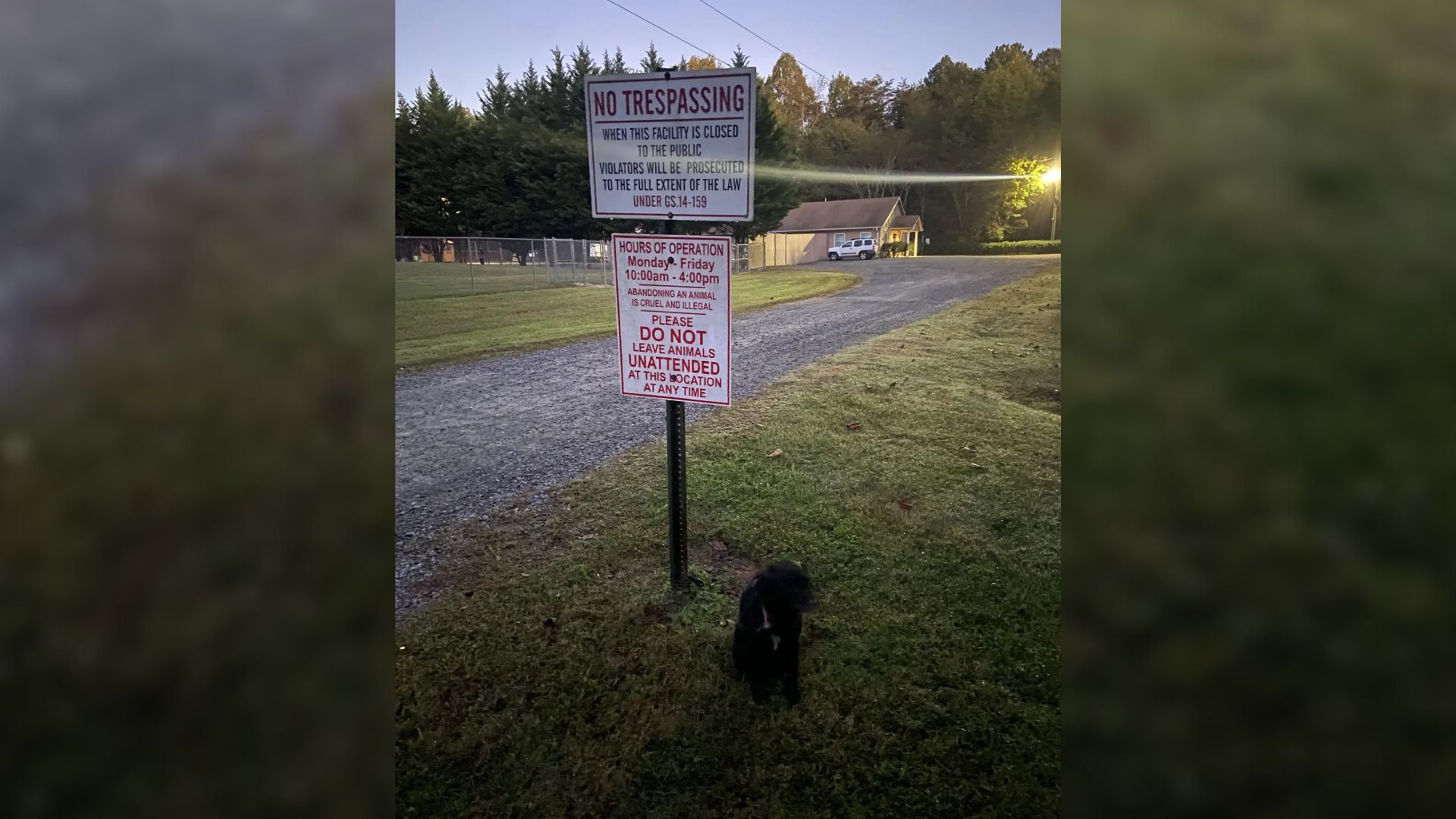 pup tied to a sign