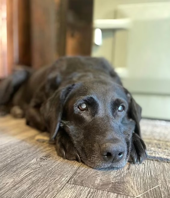 a black blind dog lies on the laminate