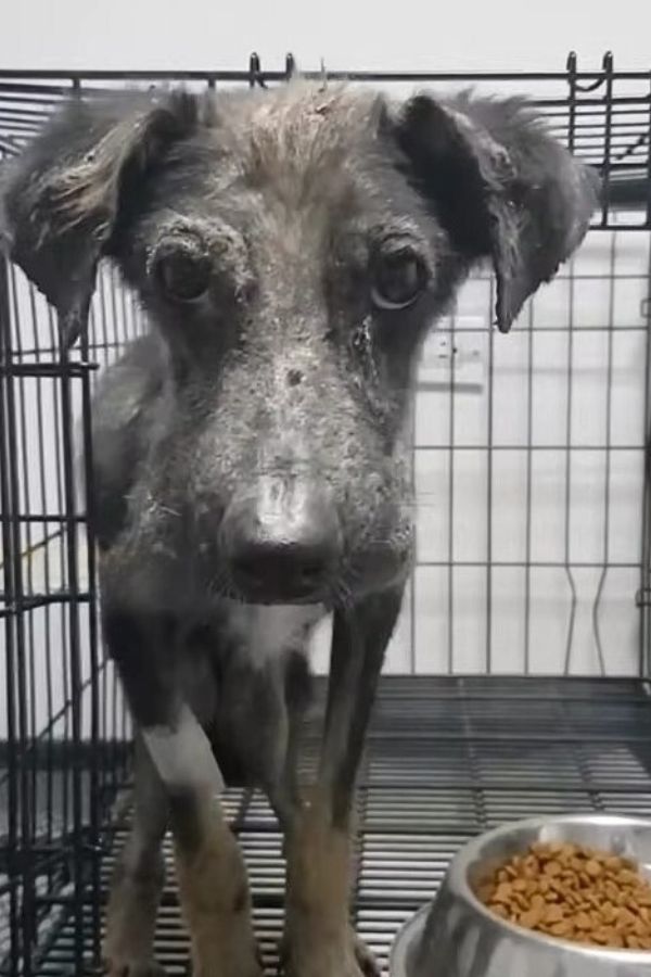 a black dog in a cage next to the food