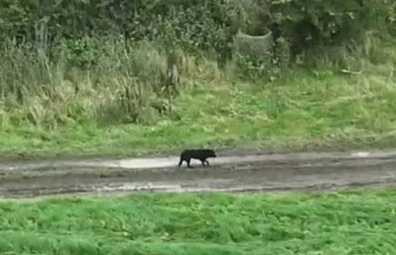 a black dog is walking along the road