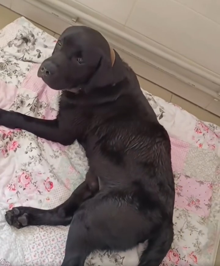 a black dog lies on a colorful quilt