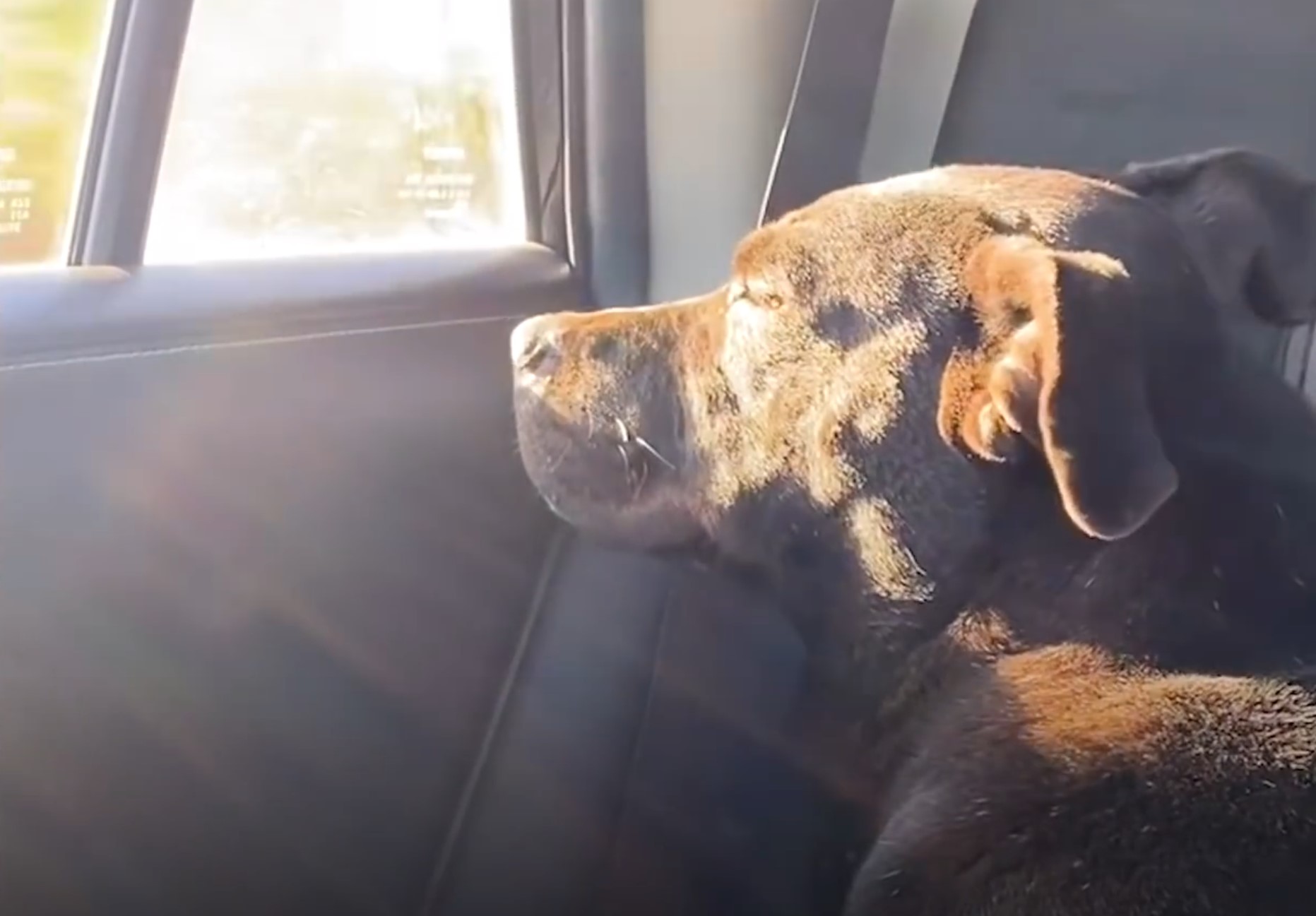 a black dog looks out the window while driving