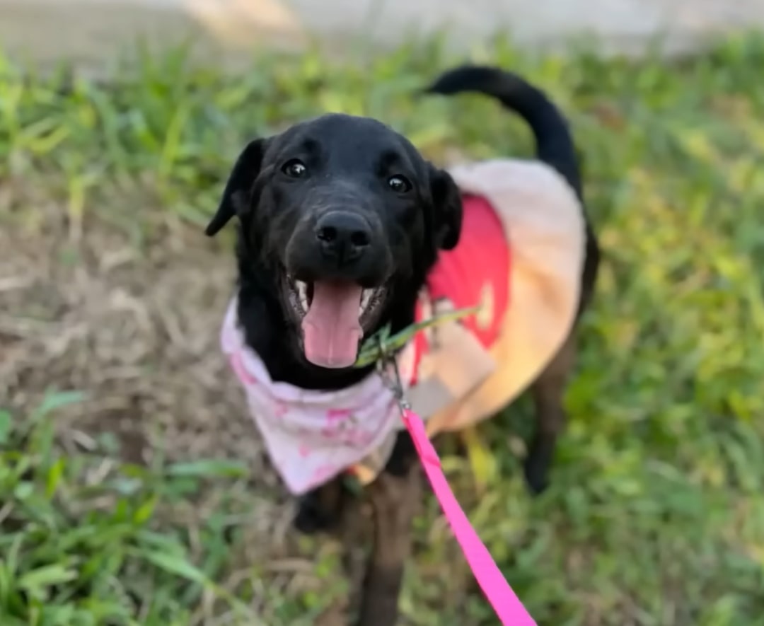 a black dog on a leash poses for the camera