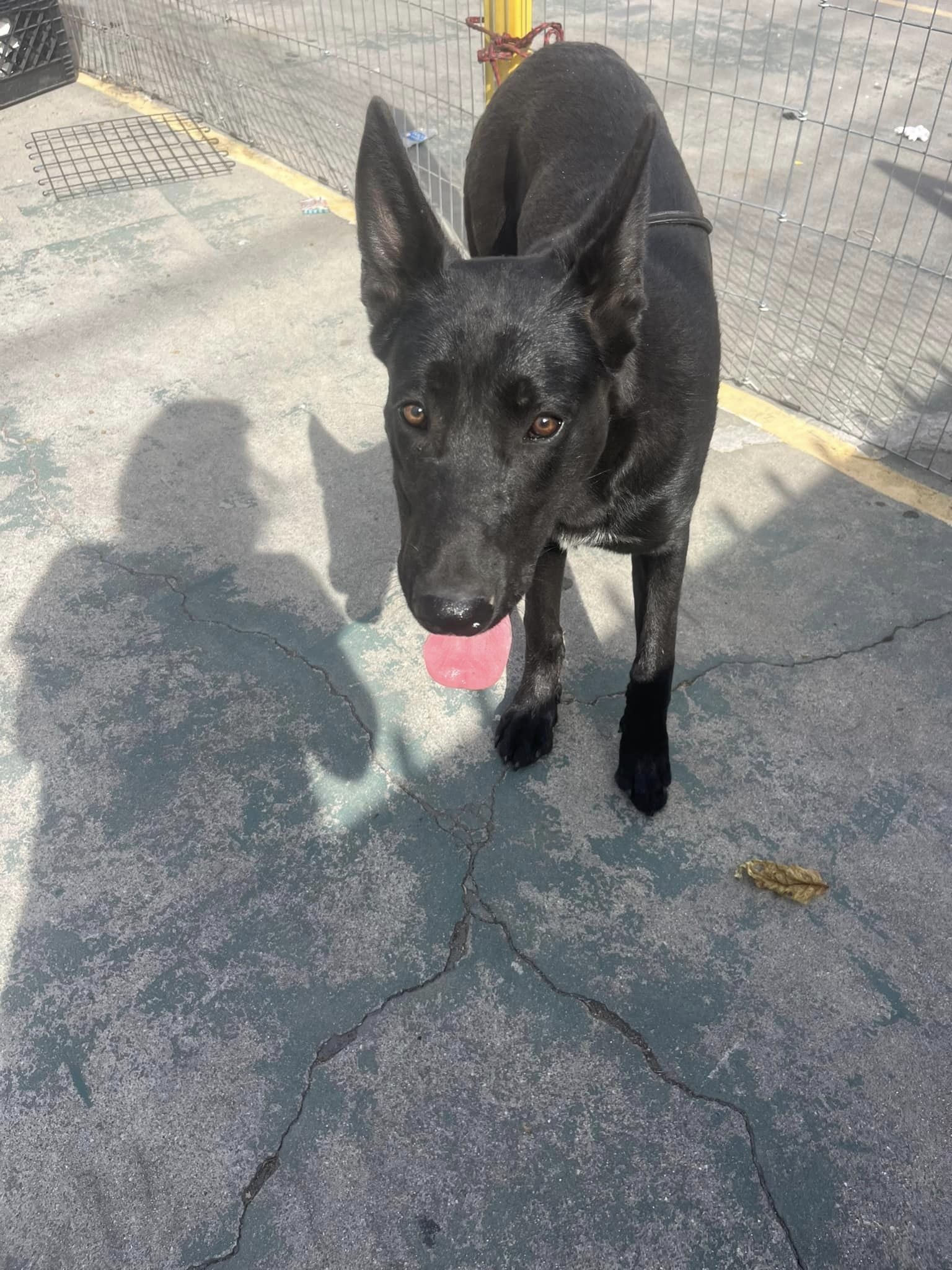 a black dog standing outdoor