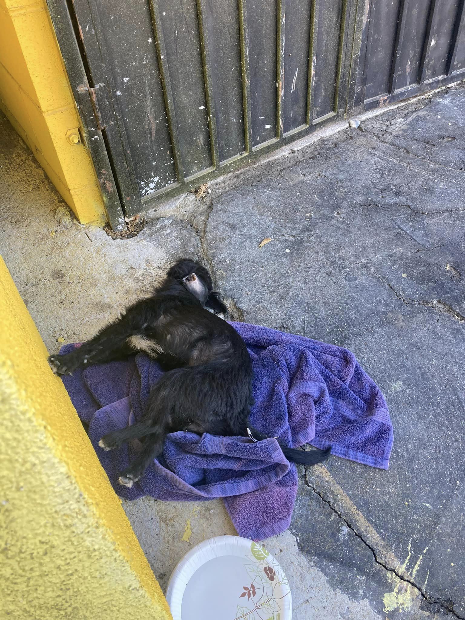 a black puppy lies on a brown blanket