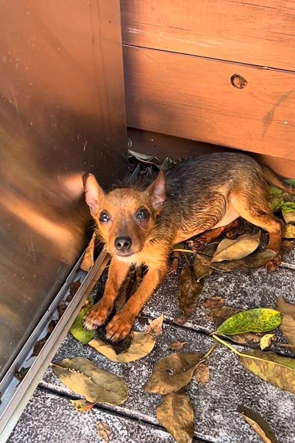 a brown dog is lying on the concrete