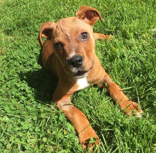 a brown dog is lying on the grass