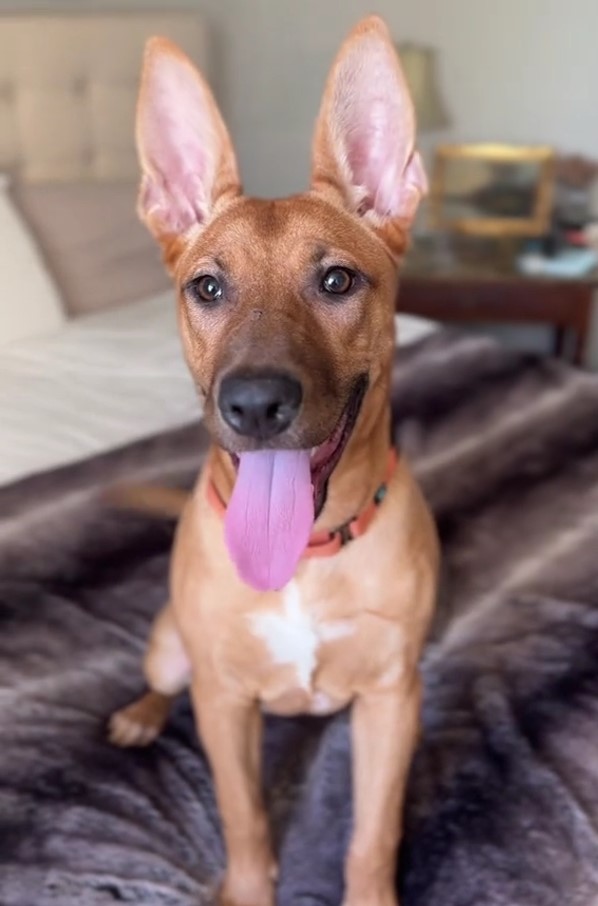 a brown dog is sitting on the bed with its tongue out