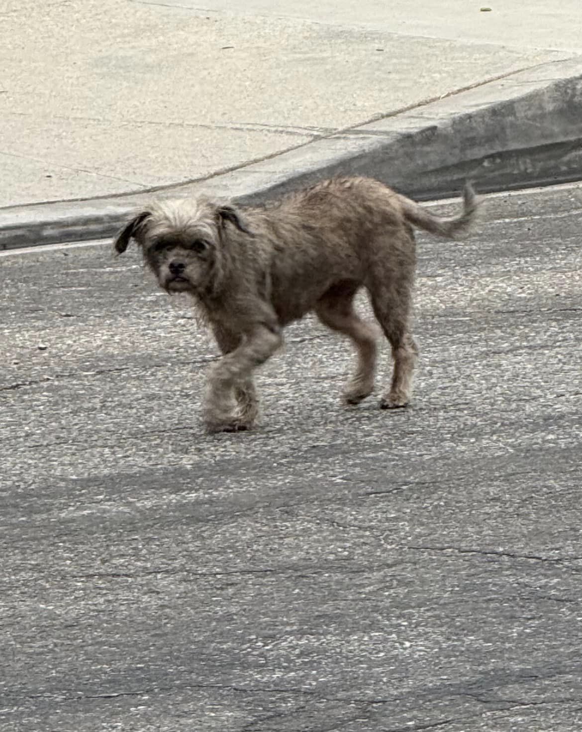 a brown dog walks down the street