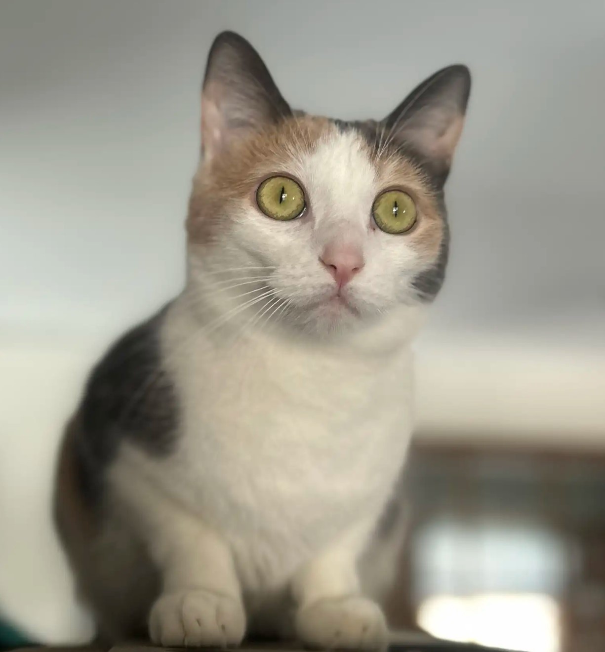 a cat with green eyes