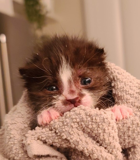 a cat wrapped in a brown blanket