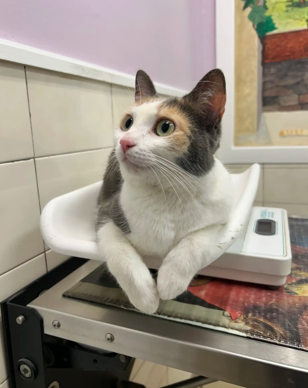 a cute cat is sitting on a scale