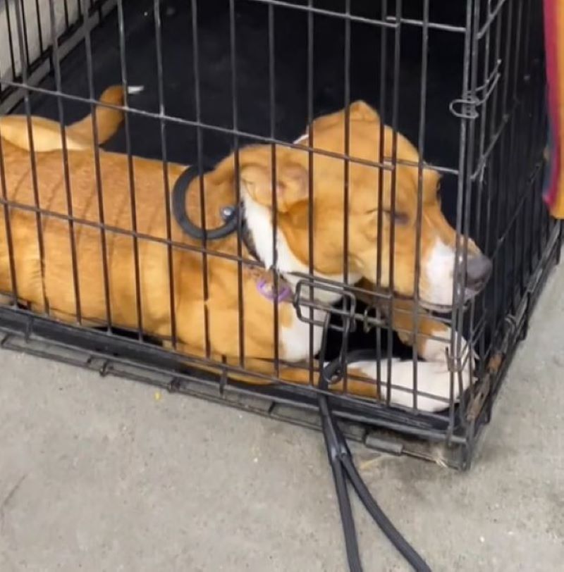 a cute dog is lying in a cage