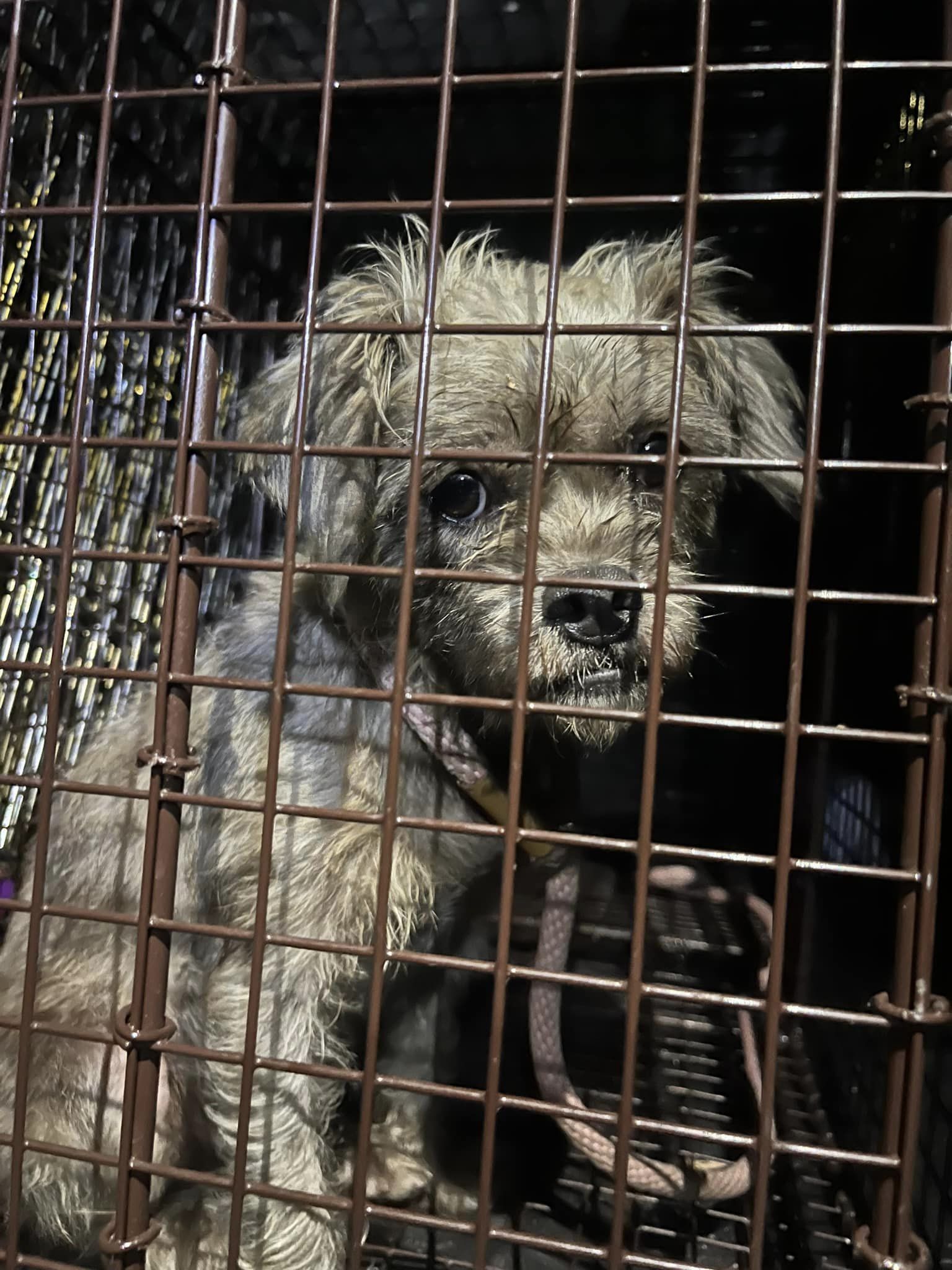 a cute dog is watching from the cage