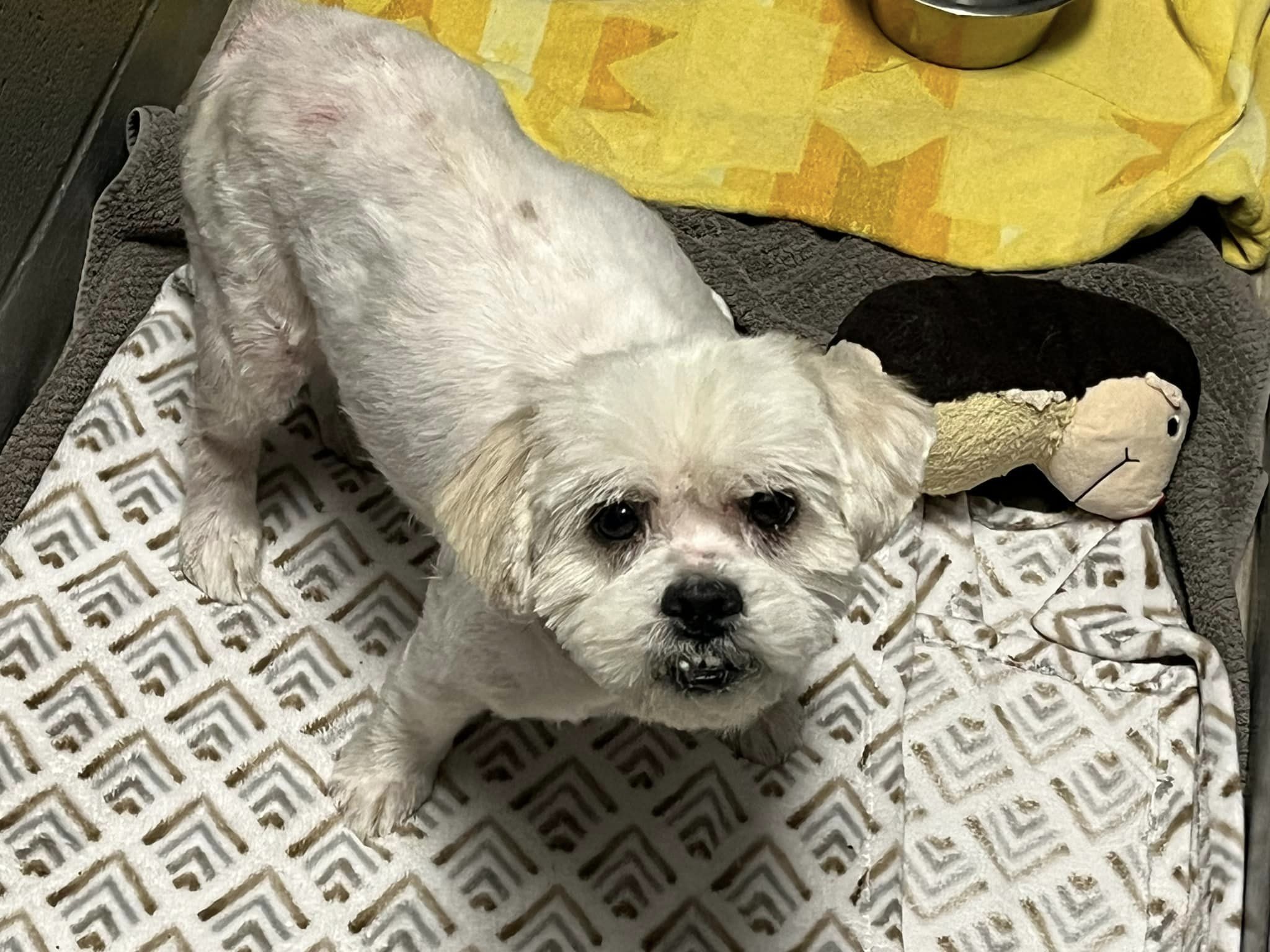 a cute poodle is standing on her pillow