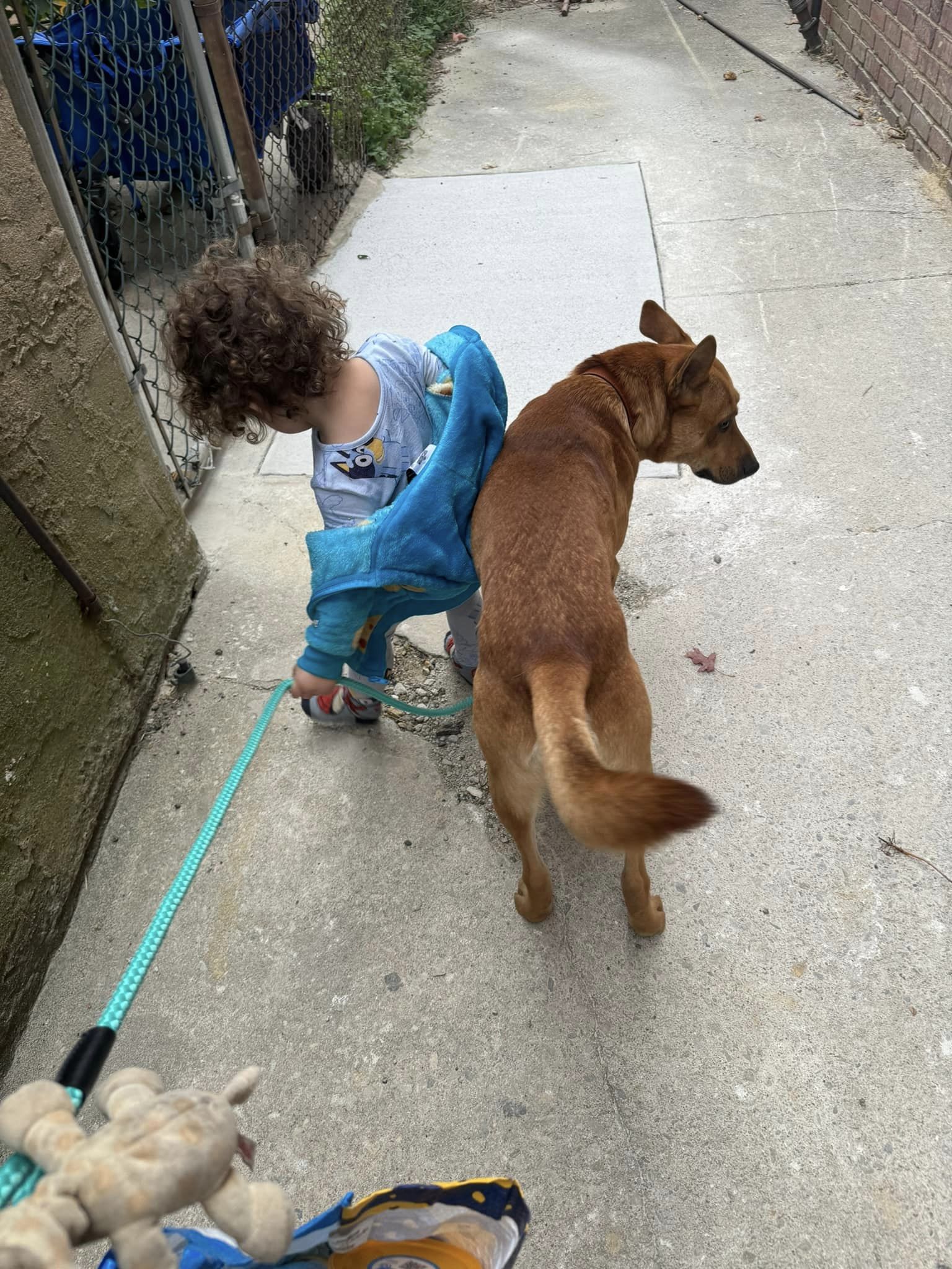 a dog and a child walking