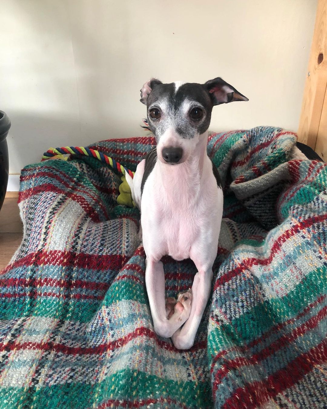 a dog lying on blanket