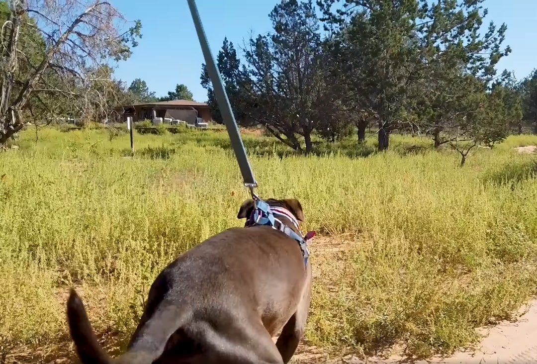 a dog on the harness