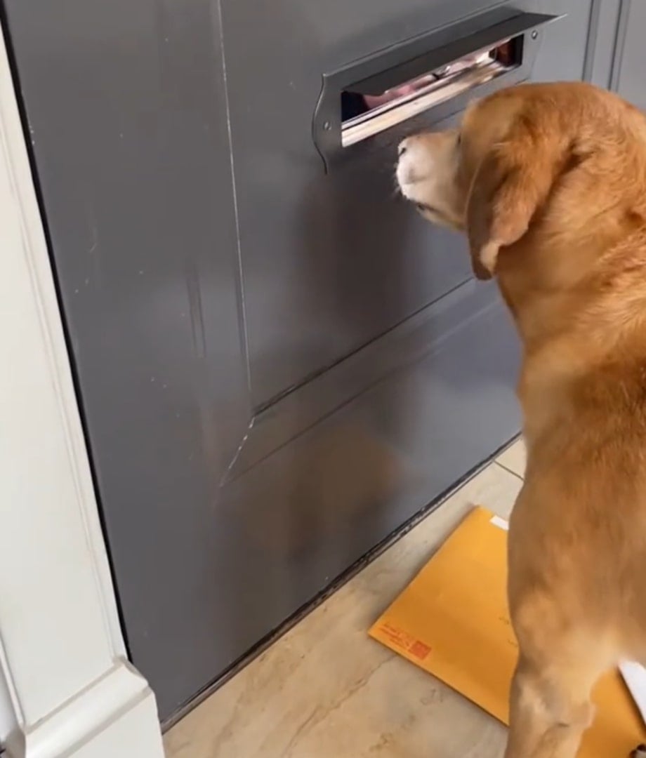 a dog peeking through mail slot