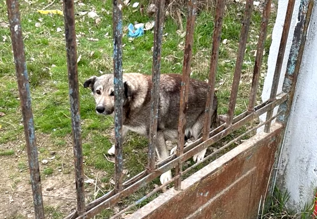 a dog poop outdoors