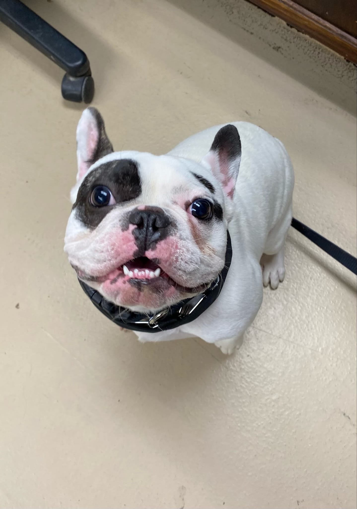 a dog sitting and looking up