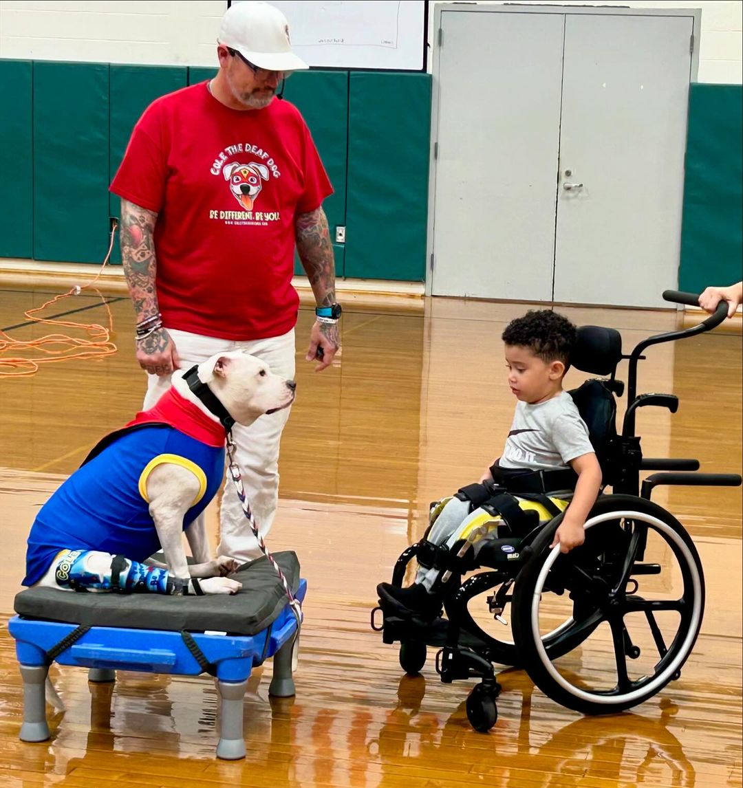 a dog sitting in front of kid in wheels