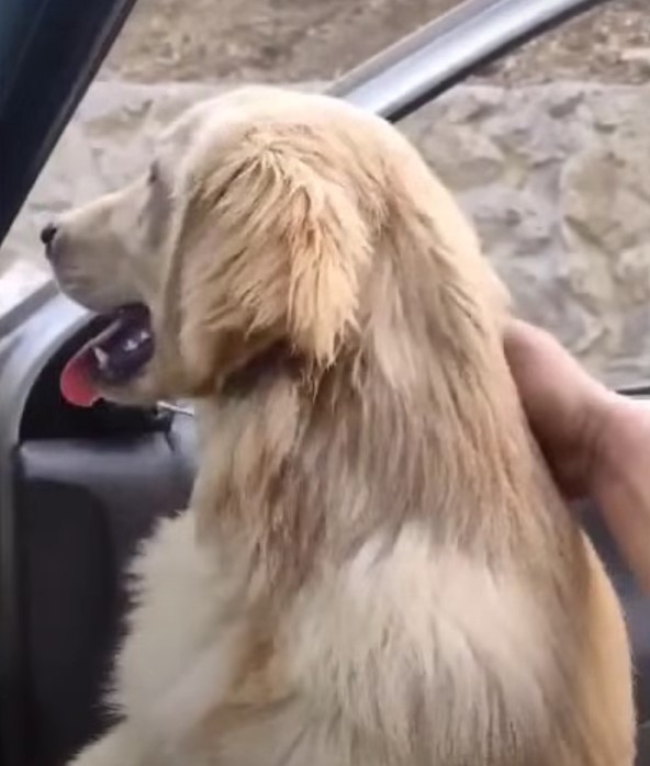 a dog sitting in the car and looking at outside