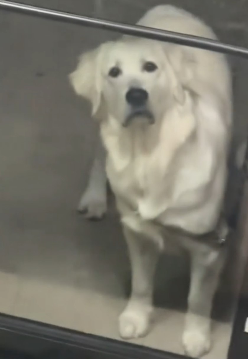 a dog staring at his reflection