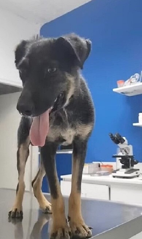 a dog with its tongue sticking out in the veterinary station