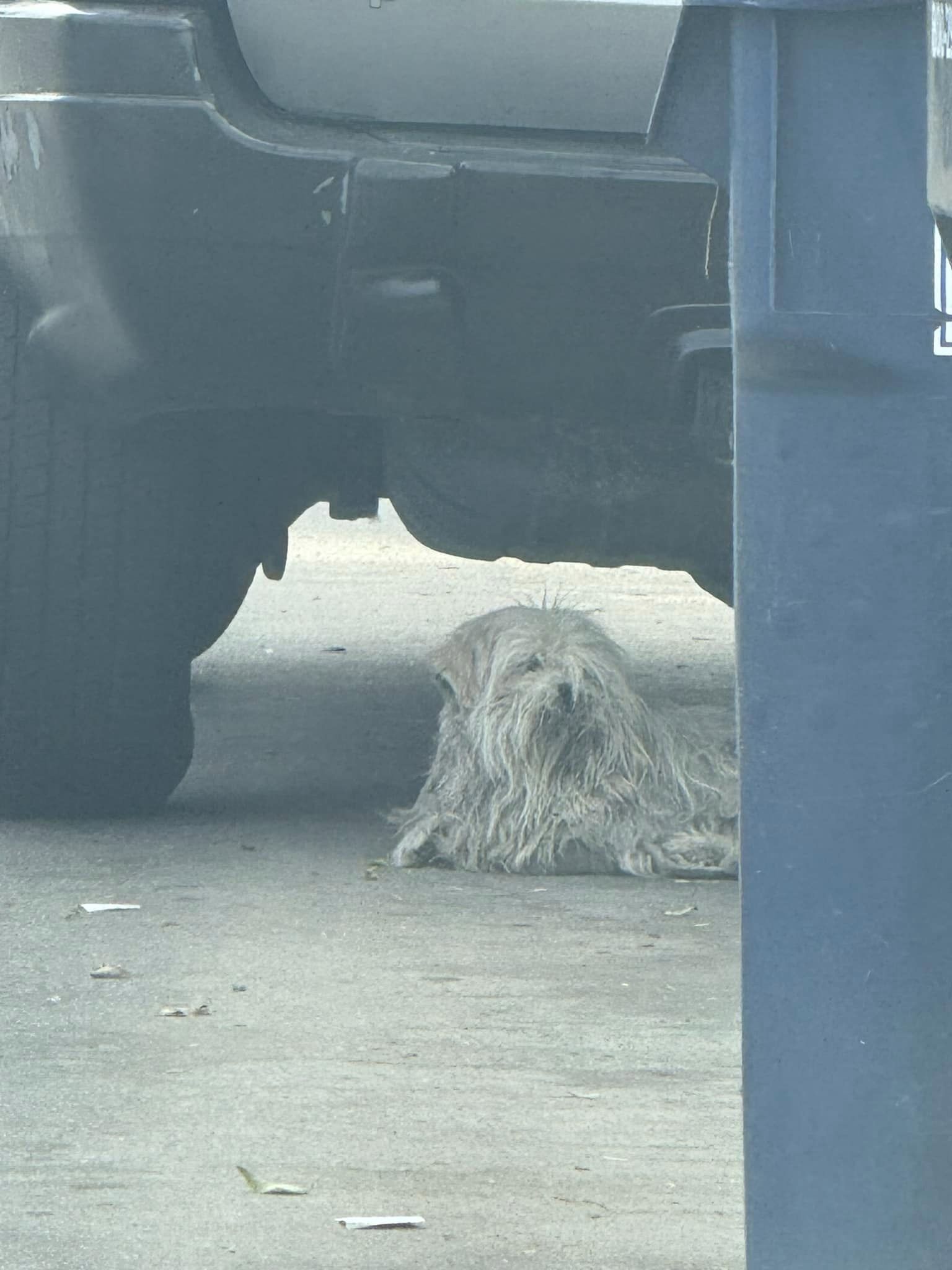 a dog with long hair is lying under the car