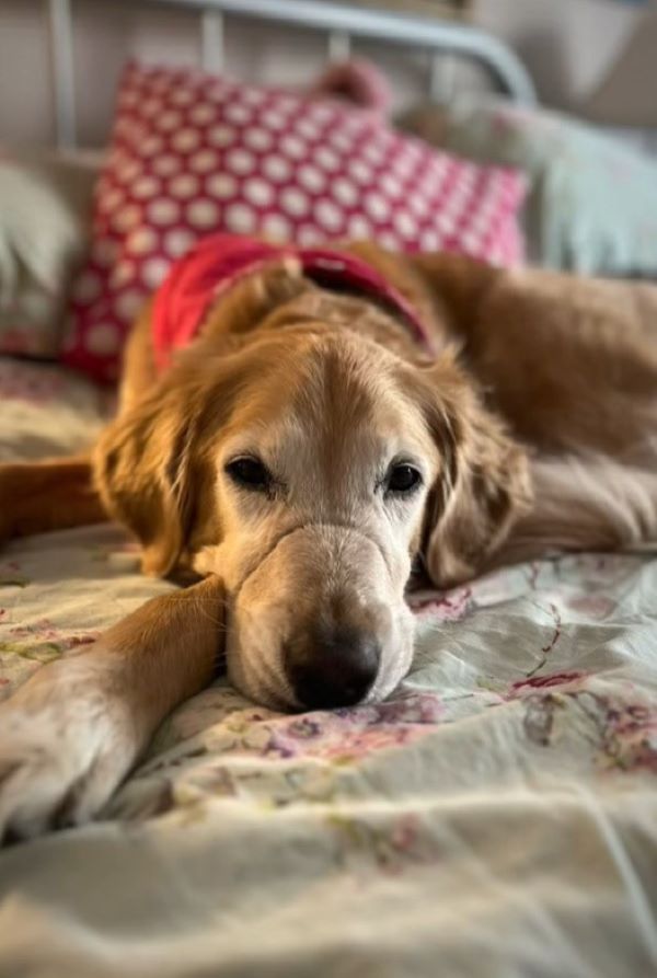 a dog with scar on snout