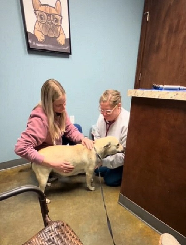 a girl with dog at veterinarians