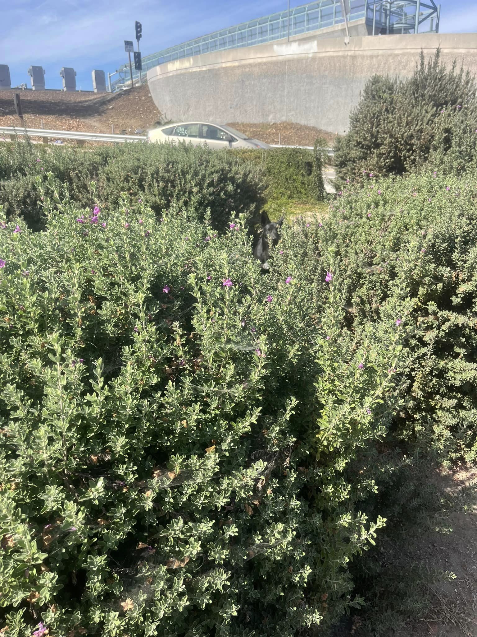 a green bush outdoor