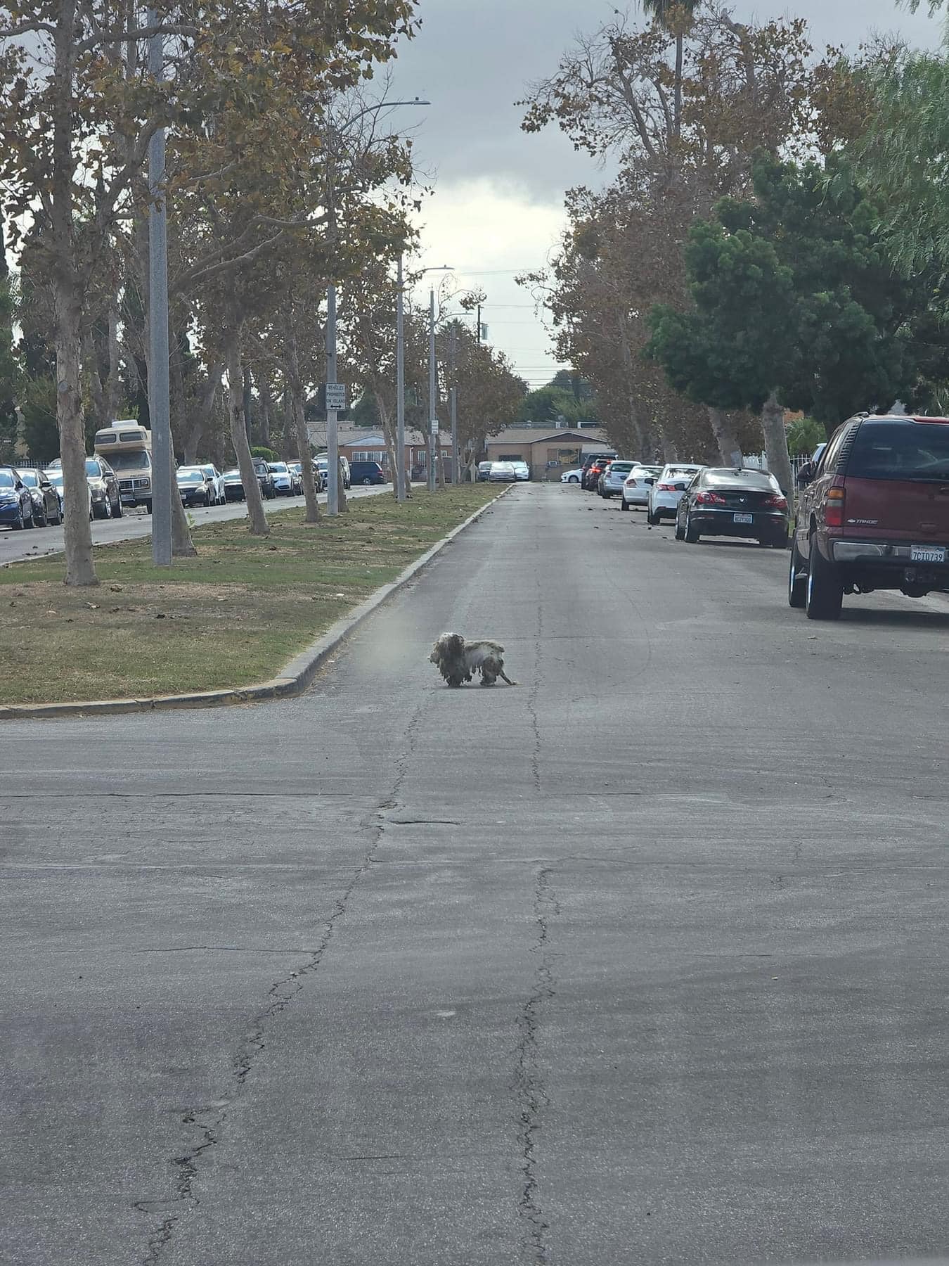 a hairy dog ​​is standing on the street