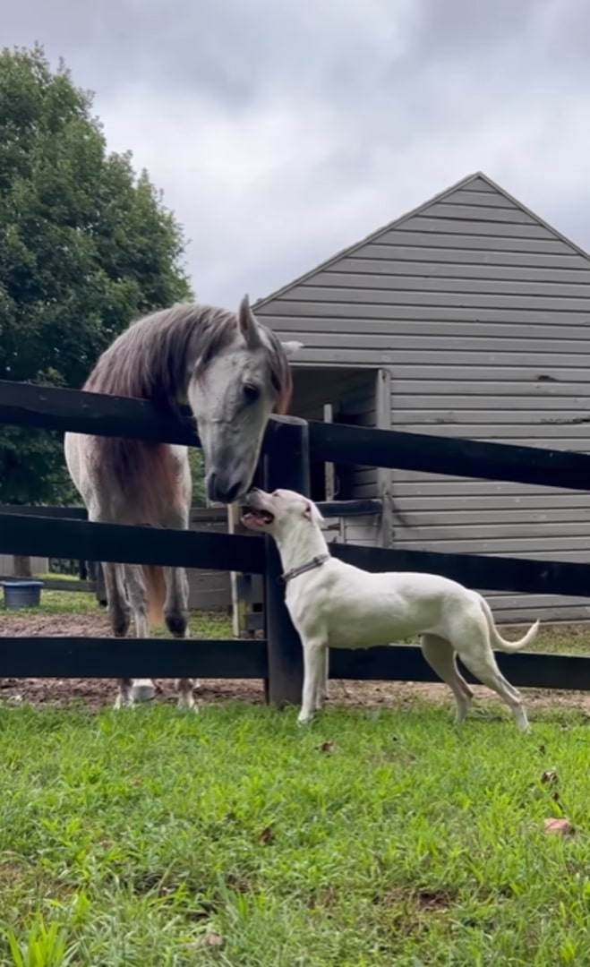 a horse and dog sniffing each other