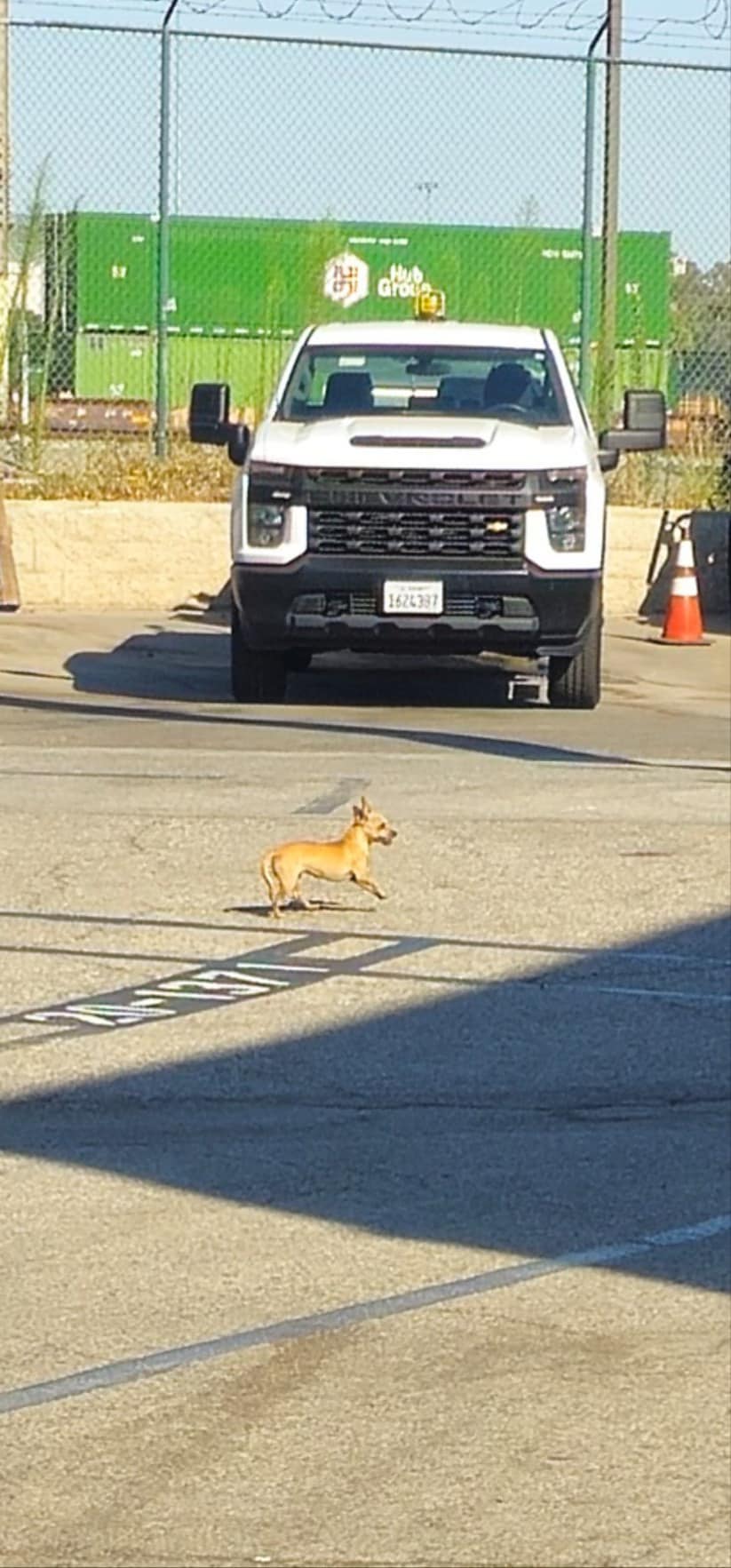 a little dog is running around the parking lot