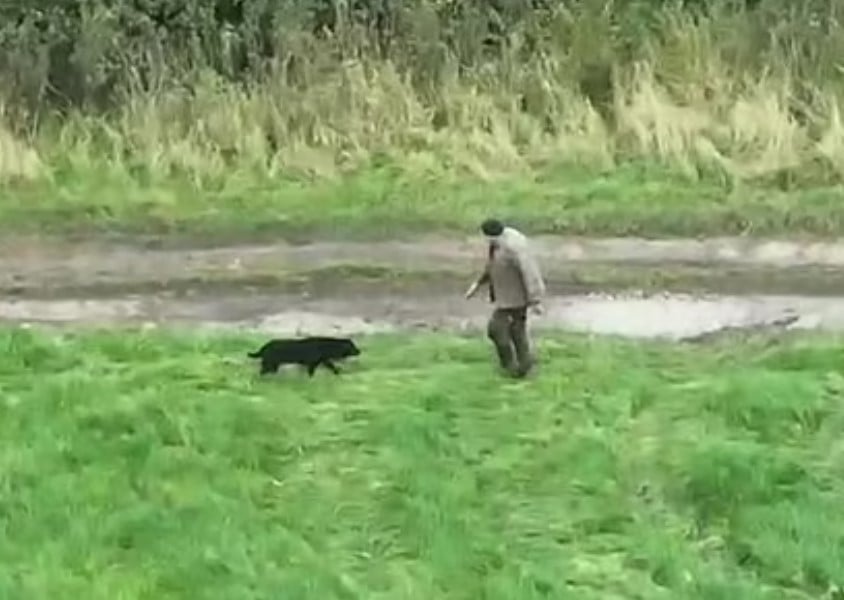 a man finds a black blind dog