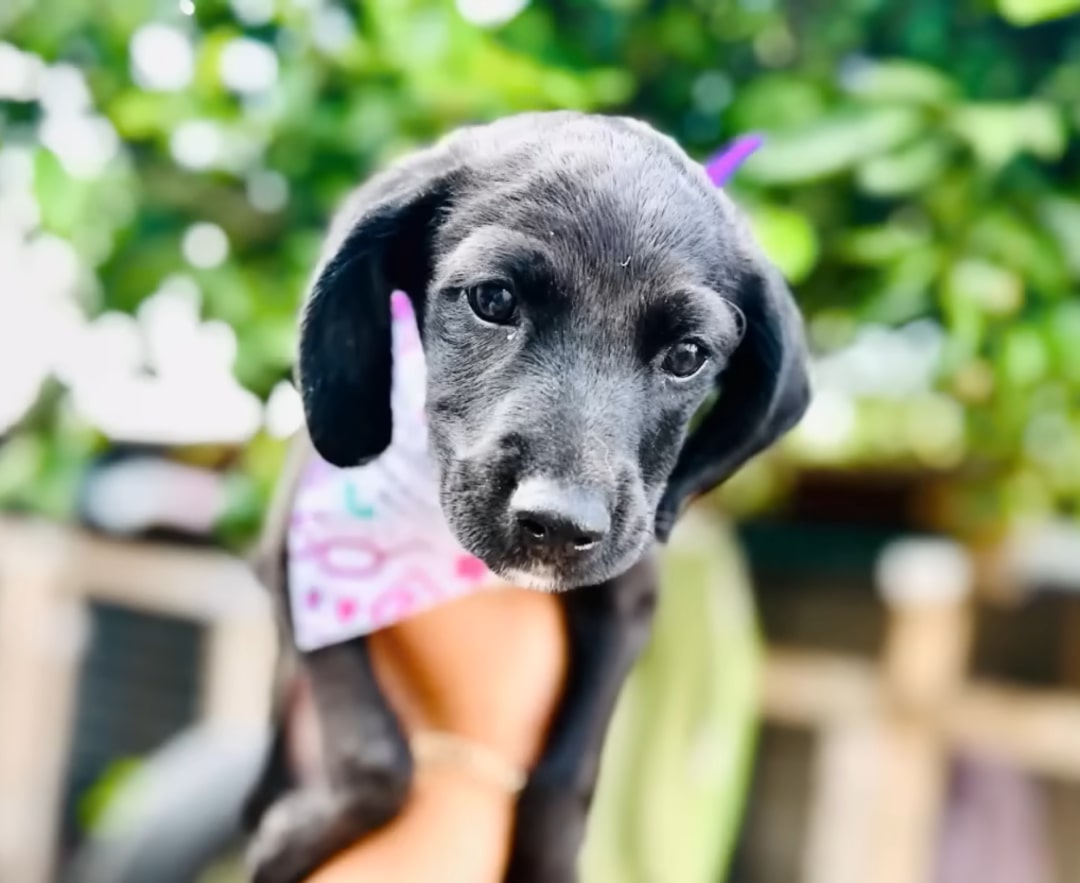 a man holds a black puppy in his hand